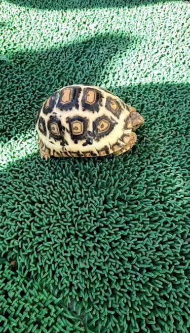 綺麗に育ったソマリアヒョウモンガメ CB