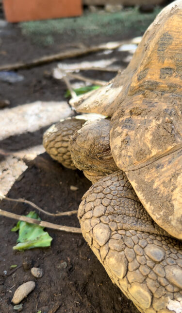 当店ファーム自慢の看板娘　ヒョウモンガメ