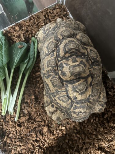 ヒョウモンガメ　入荷のご案内