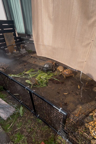 リクガメ放牧場open