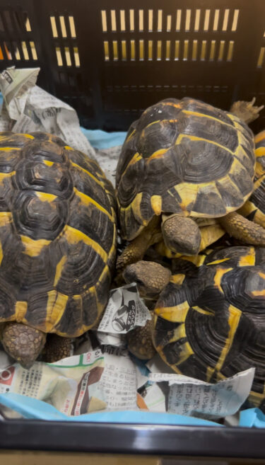 ニシヘルマンリクガメ　アダルト入荷