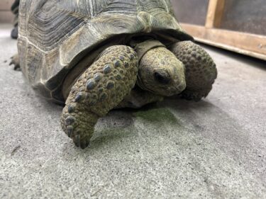 ツルツルのアルダブラゾウガメ販売中‼️