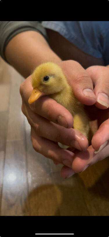 コールダック　販売中🐣