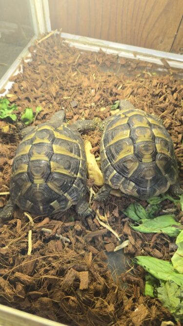 ニシヘルマン　ヤング入荷🐢