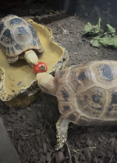 エロンガータ　久々の入荷🐢